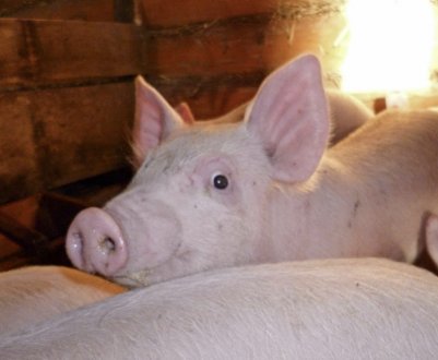 Російська біла порода свиней