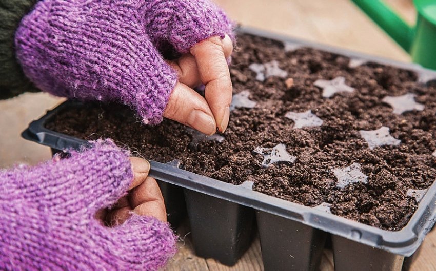 Посів насіння цибулі Посів насіння цибулі