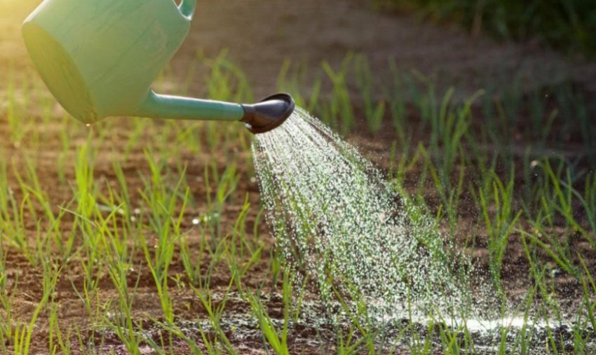 Полив цибулі Полив цибулі