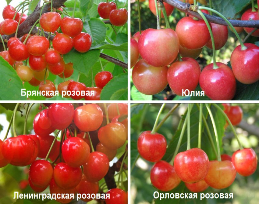 Вітамінні сорти черешні