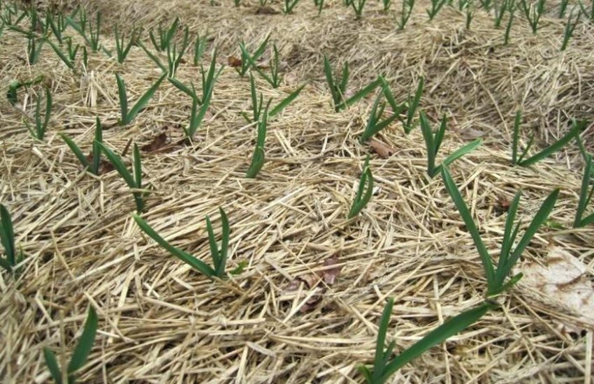 Мульчування грунту під цибулю Мульчування грунту під цибулю