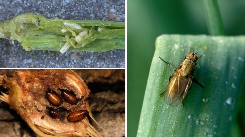 Цибульна муха Цибульна муха