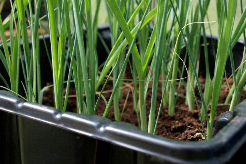 Розсада цибулі Розсада цибулі