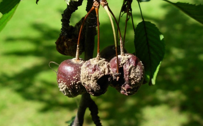 Кокомікоз черешні