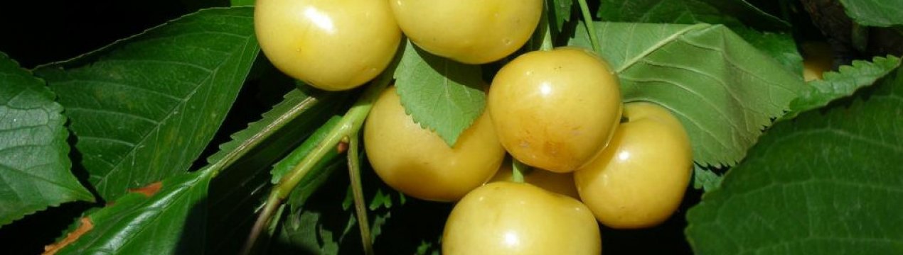 Особливості сорту черешні Дачниця