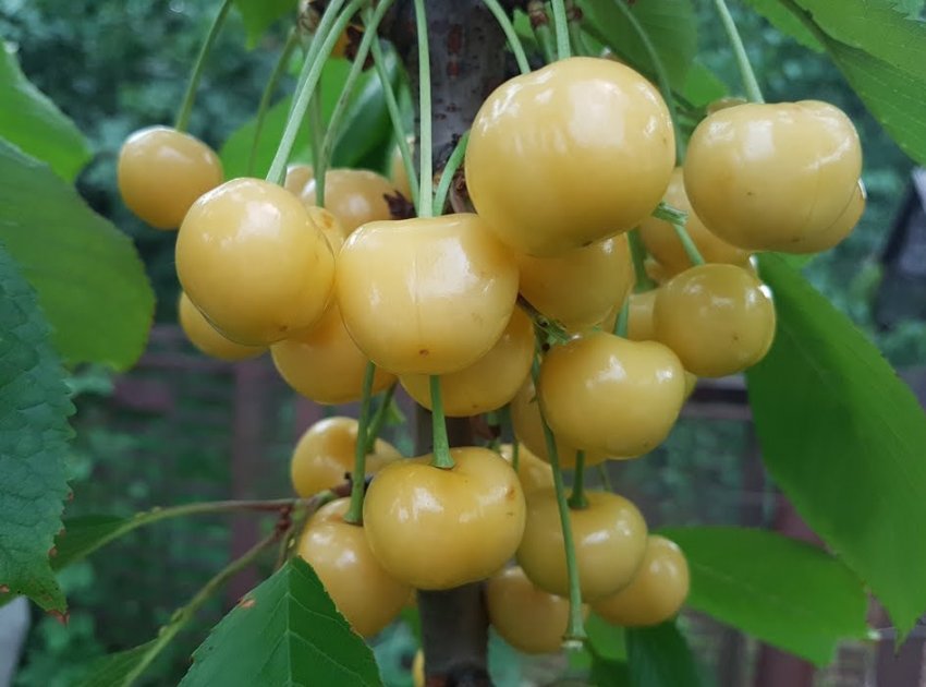 Черешня сорти Дачниця