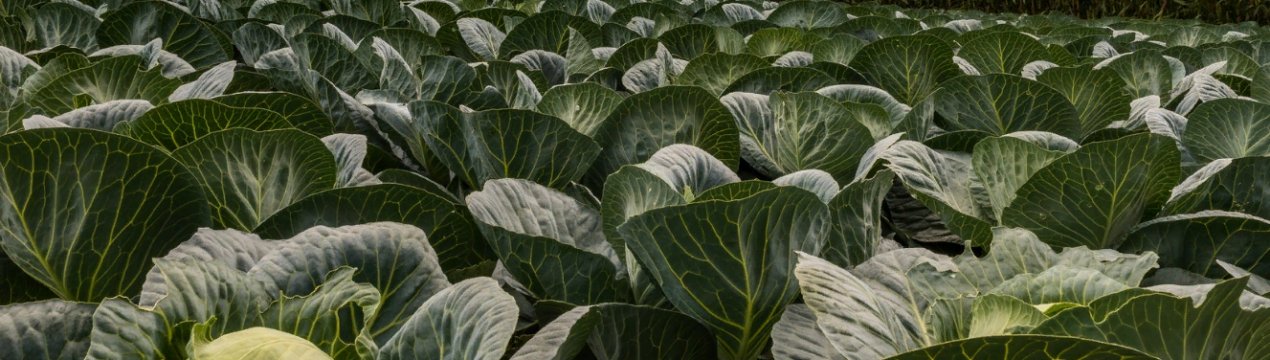 Ціна ранньої імпортної капусти в Україні знизилася на 45%