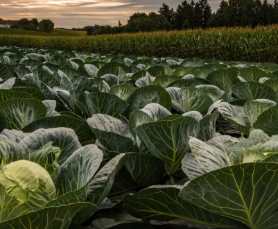 Ціна ранньої імпортної капусти в Україні знизилася на 45%