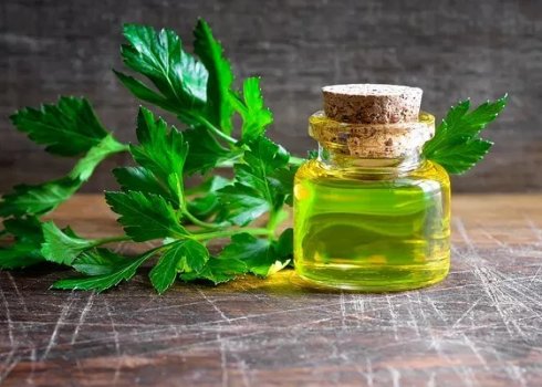 Особливості олії петрушки і його застосування