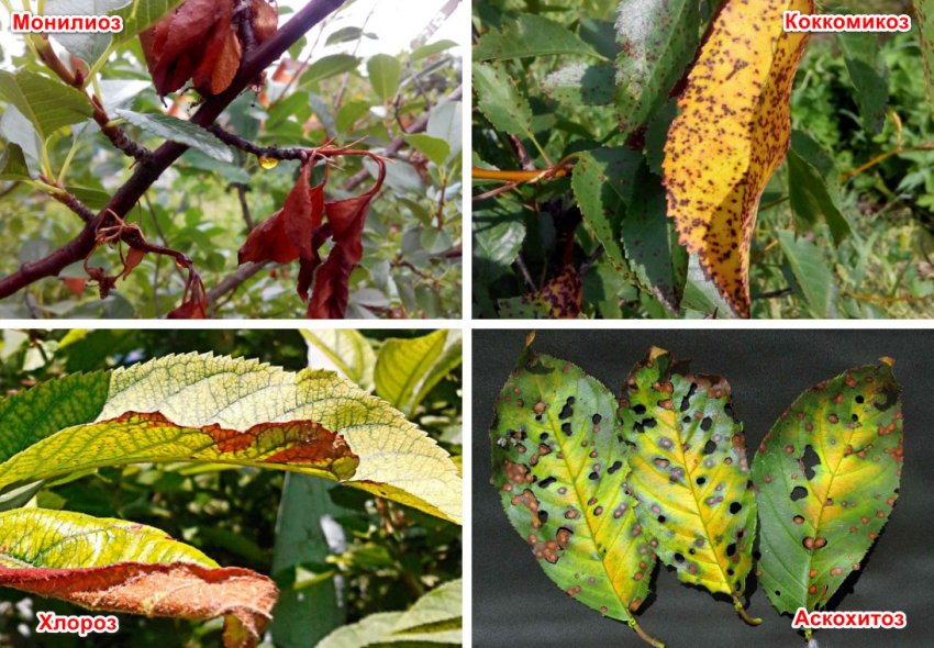 Хвороби черешні