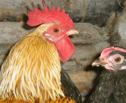 Кури Бентамкі: характеристика, догляд та годівля