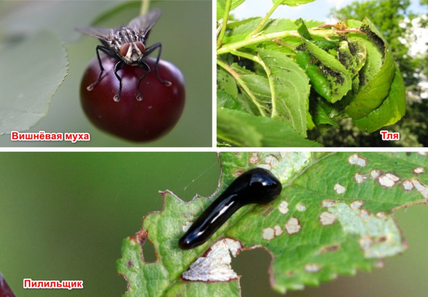 Шкідники черешні