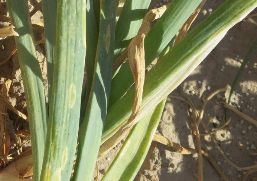 Альтернаріоз цибулі Альтернаріоз цибулі