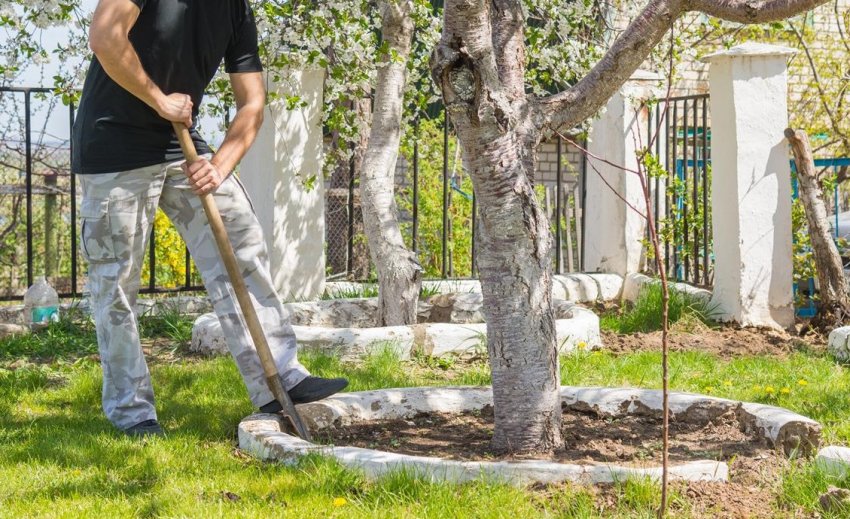 Перекопування пристовбурового кола