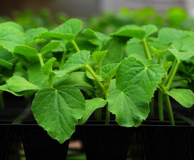 ТОП-8 кращих сортів огірків для вирощування на балконі