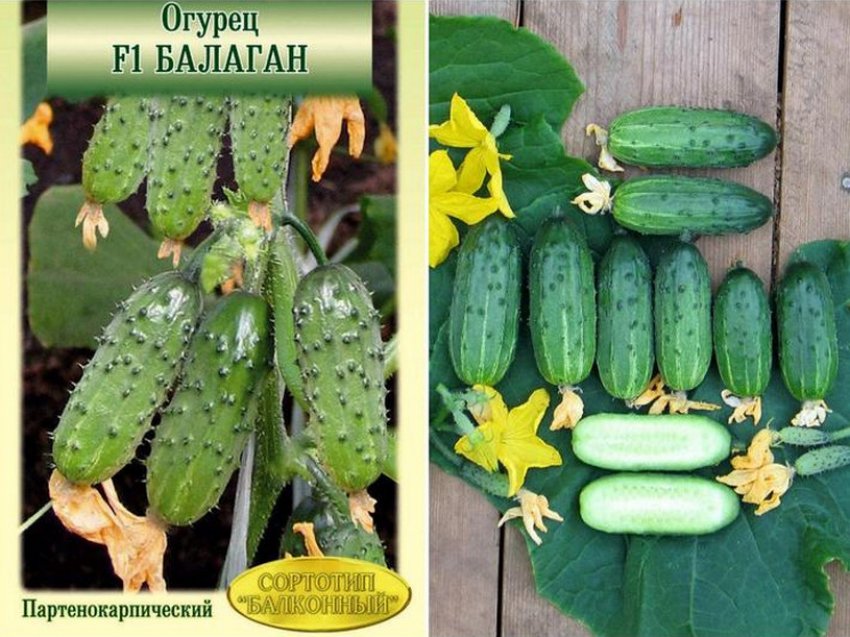 Огірки сорту Балаган F1