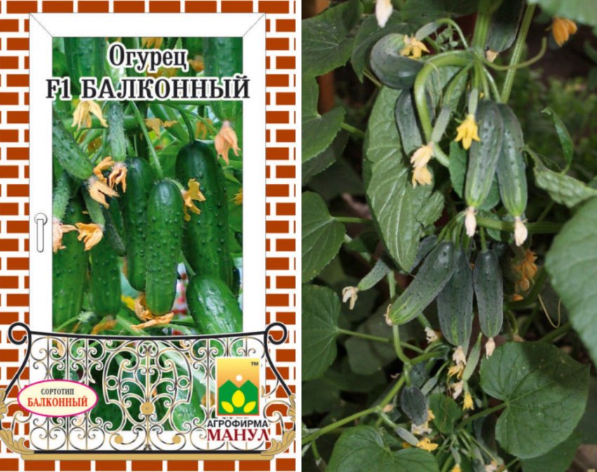 Огірки сорту Балконний