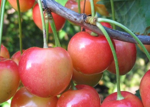 Особливості посадки і догляду за черешнею сорти Гостинець