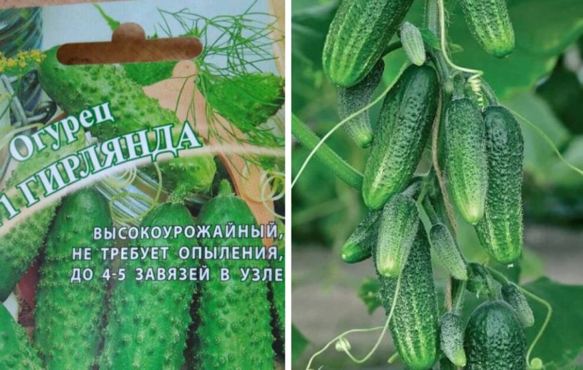 Огурцы Гирлянда Отзывы Фото Урожайность
