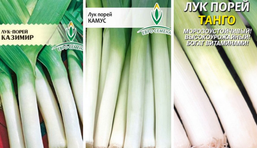 Сорти цибулі-порей Сорти цибулі-порей