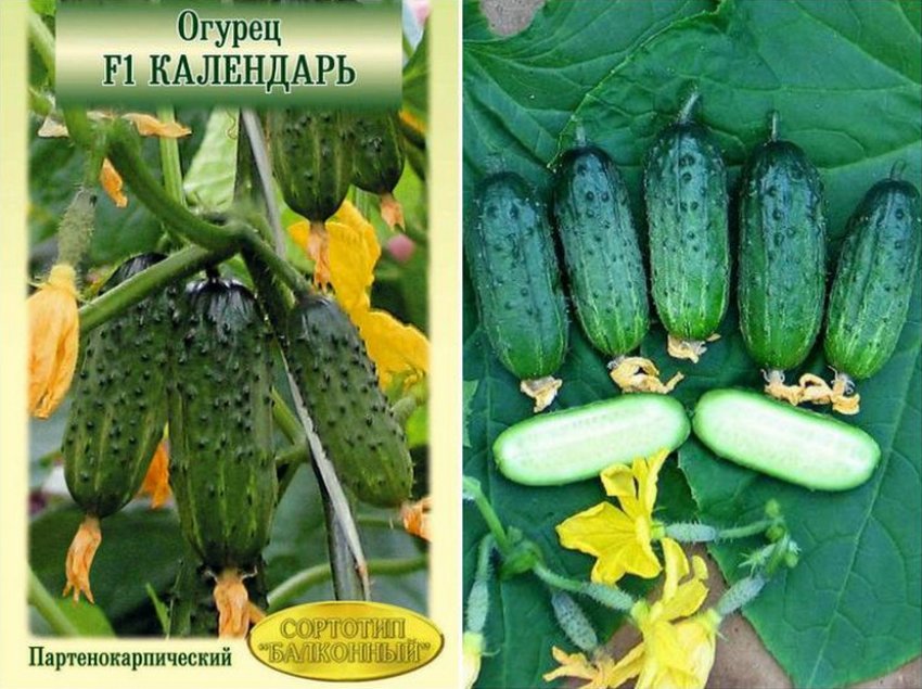 Огірки сорту Календар