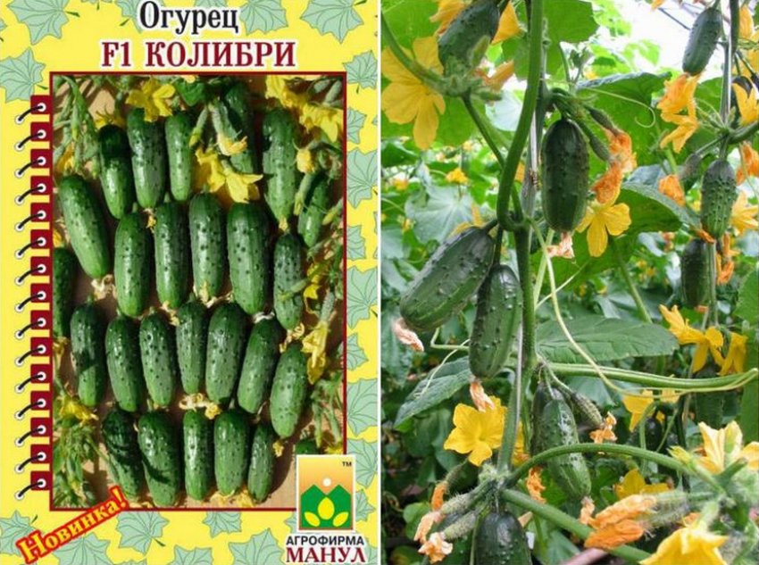 Огірки сорту Колібрі