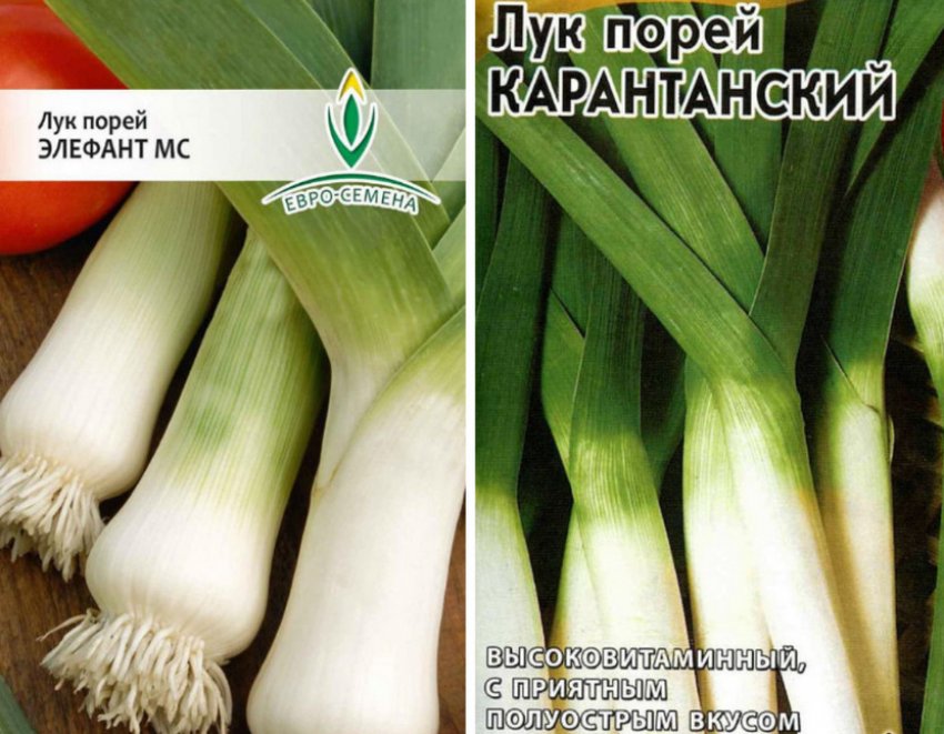 Сорти цибулі-порей Сорти цибулі-порей