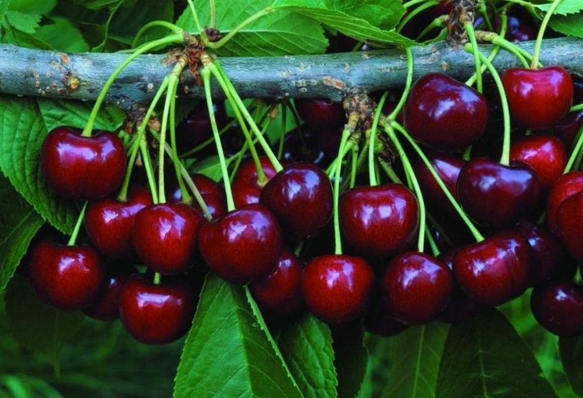 Черешня Гронковая Черешня Гронковая