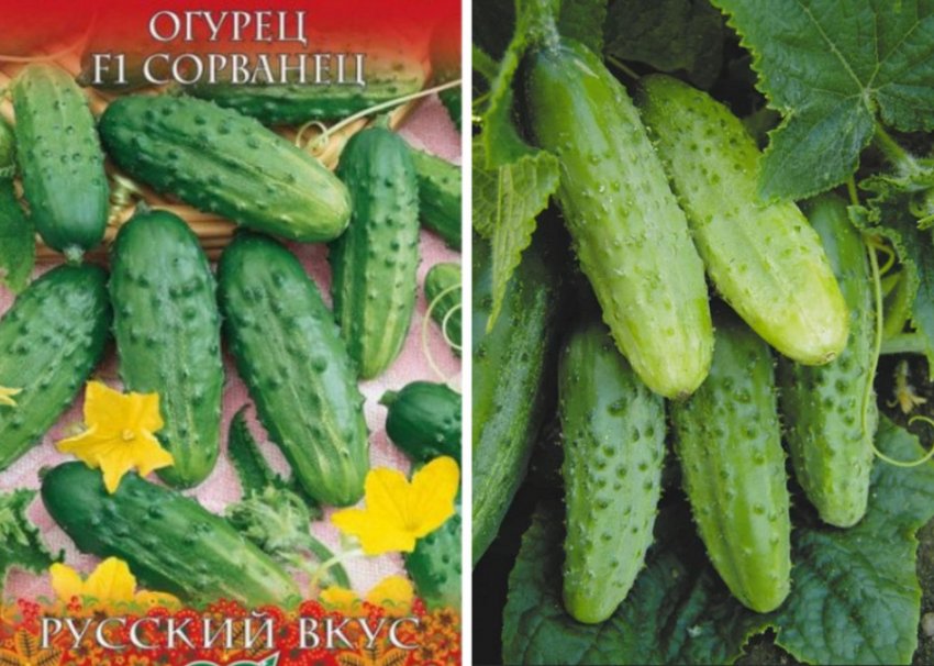 Огірки сорту Шибеник