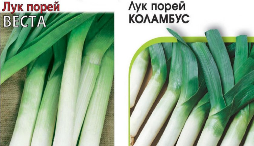 Сорта лука-порей Сорта лука-порей