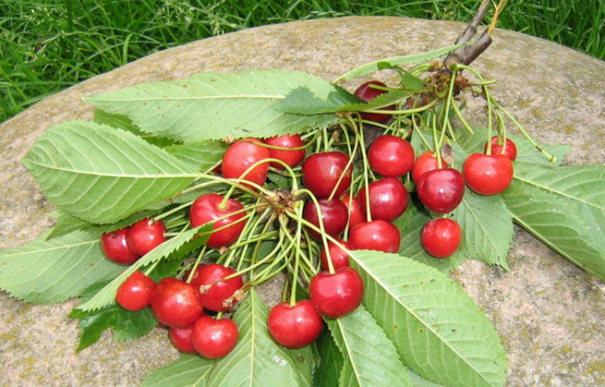 Черешня Журба Черешня Журба