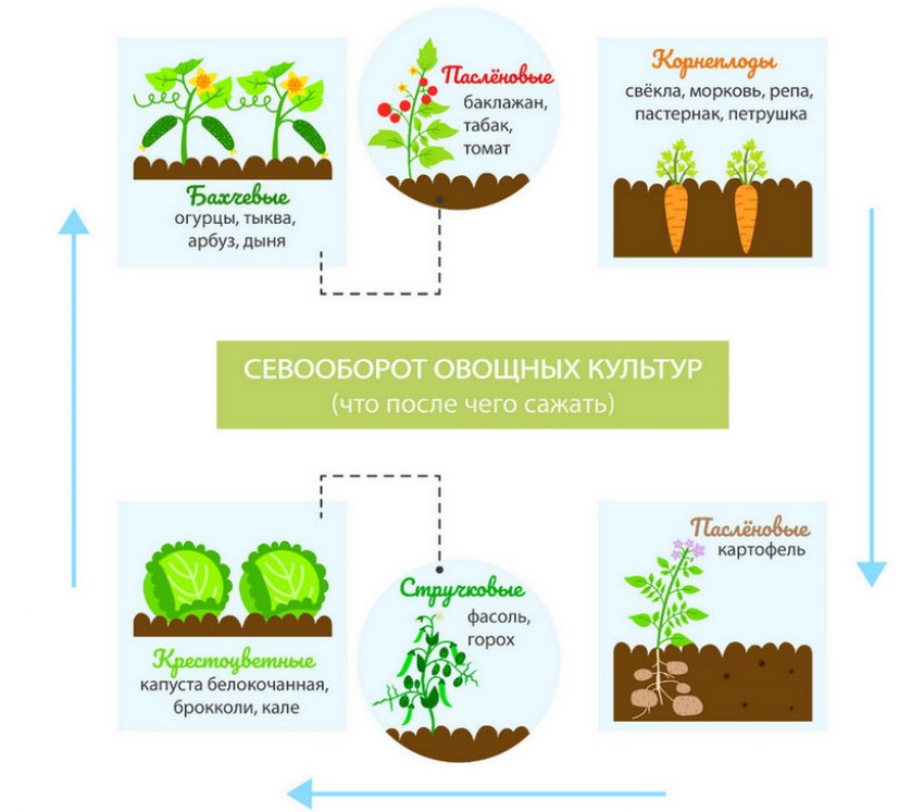 Сівозміни овочевих культур Сівозміни овочевих культур