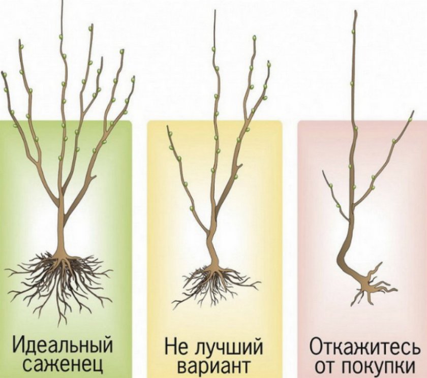 Выбор саженца Выбор саженца