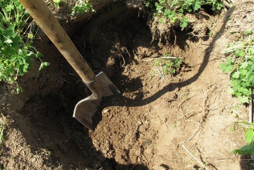 Грунт для черешні Грунт для черешні