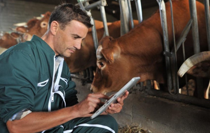 Кетоз у корів