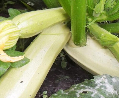 Опис і характеристика кущувате кабачків