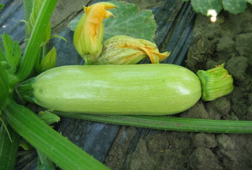 Кабачок Кавили f1 Кабачок Кавили f1