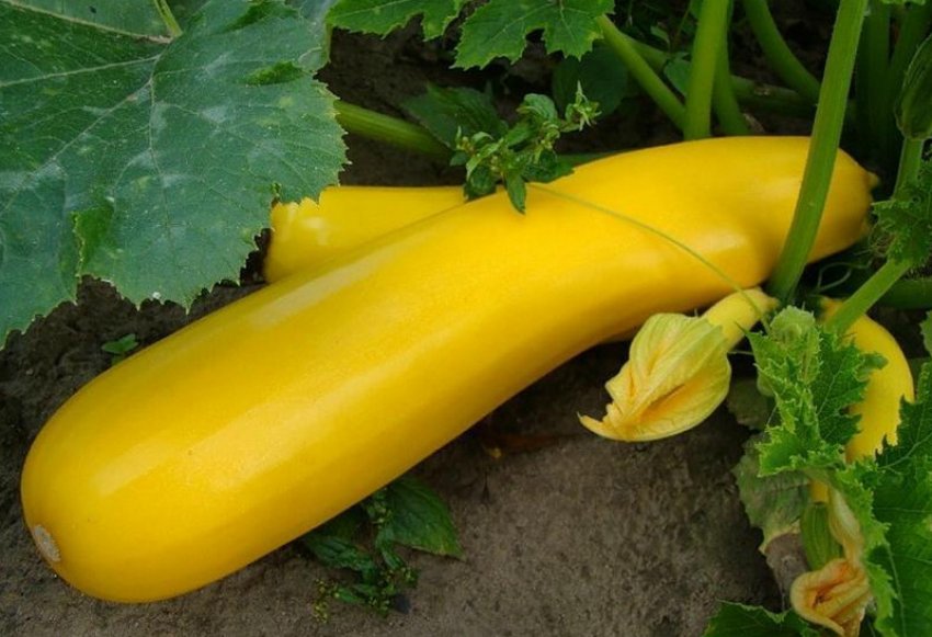 Кабачок Золотинка Кабачок Золотинка