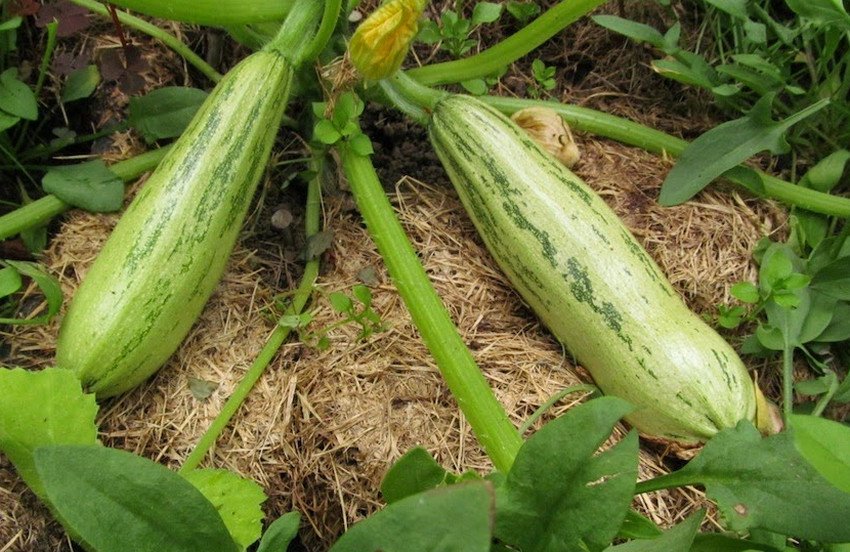 Кубачок Куанд Кубачок Куанд