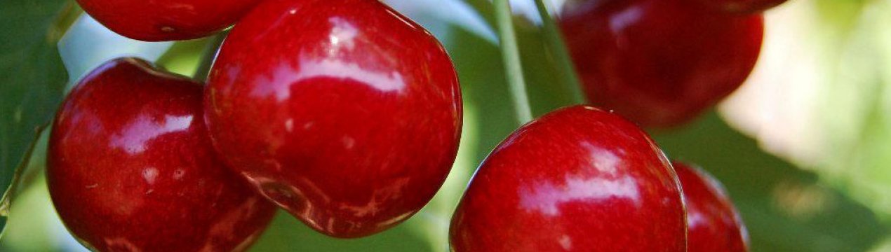 Особливості вирощування черешні Лапинс і догляду за нею