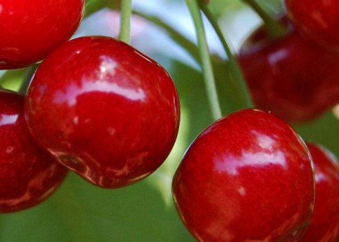 Особливості вирощування черешні Лапинс і догляду за нею