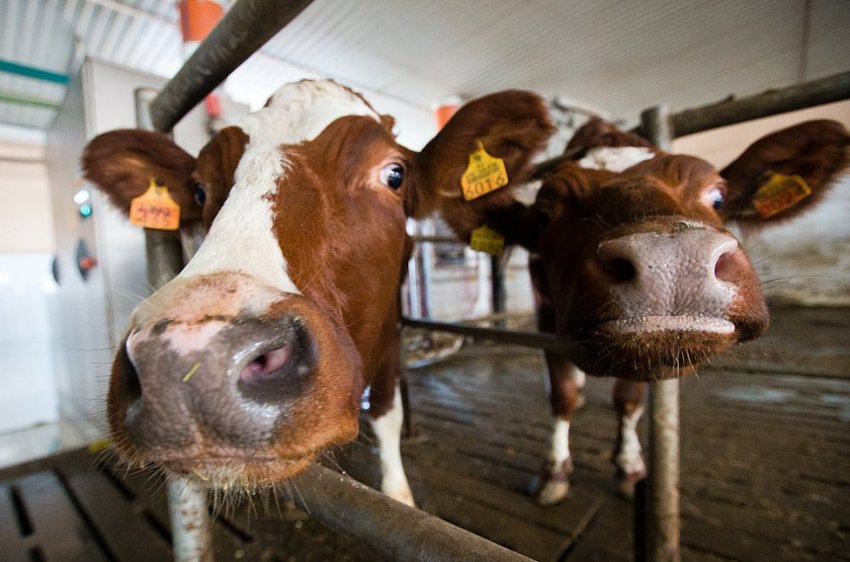 Диктіокаульоз крупного рогатого скота