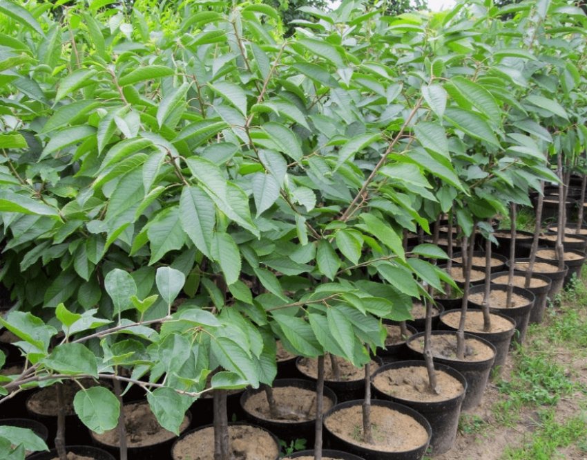 Саджанці черешні в розпліднику