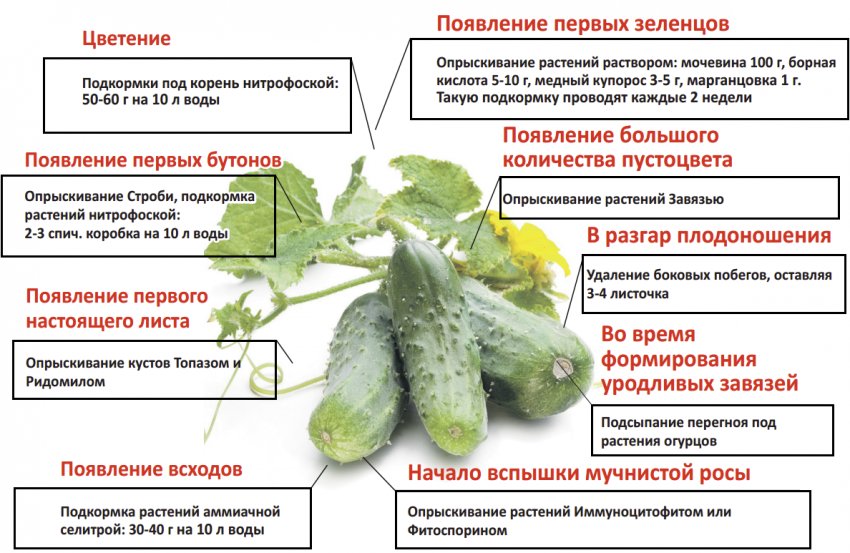 чем лечить серую гниль на огурцах. Смотреть фото чем лечить серую гниль на огурцах. Смотреть картинку чем лечить серую гниль на огурцах. Картинка про чем лечить серую гниль на огурцах. Фото чем лечить серую гниль на огурцах