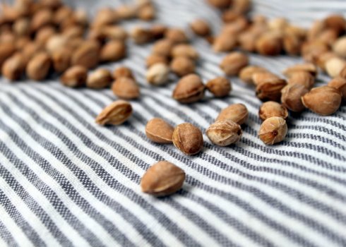 Основні особливості вирощування вишні з кісточки