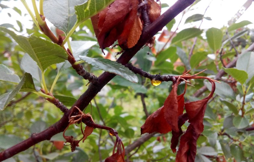 Моніліоз черешні