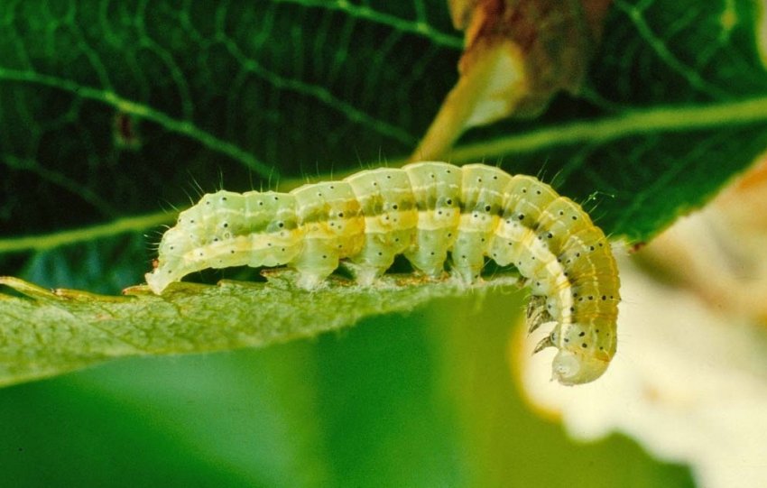 Гусениця зимової п'ядуна