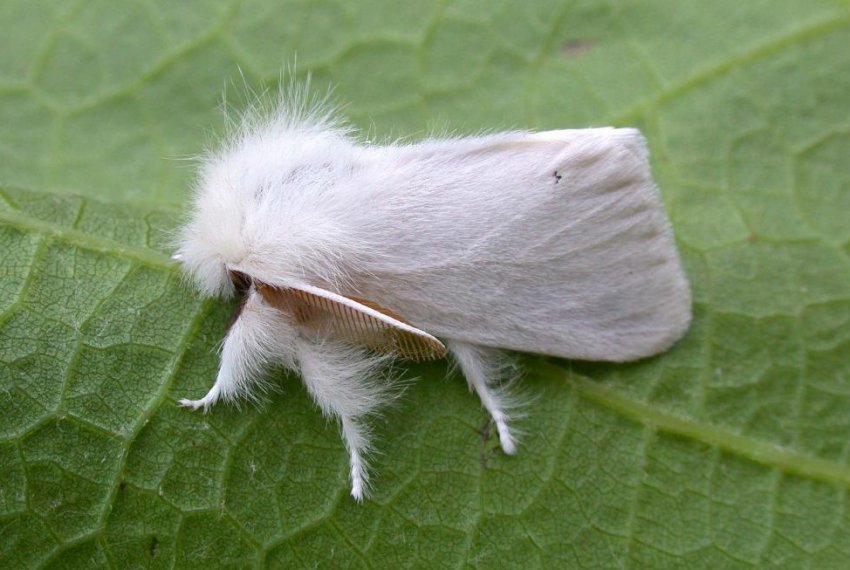 Золотогузка на черешні