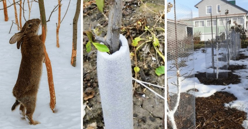 Підготовка черешні до зимівлі