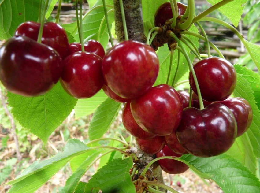 Черешня сорти Лапинс